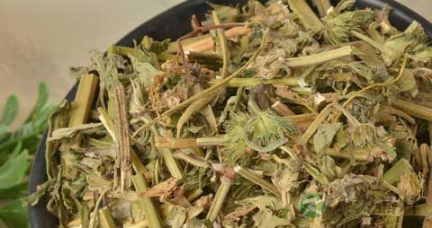 益母草的功效与作用