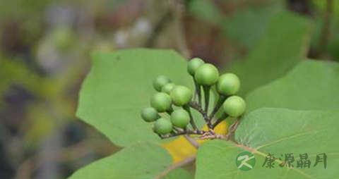 水茄的功效与作用