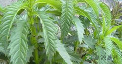 地笋的功效与作用
