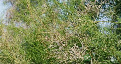 柽柳的药用价值_柽柳的副作用