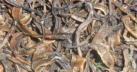 天龙的药用价值_天龙的副作用