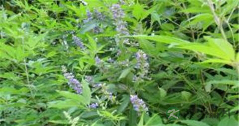 牡荆的药用价值_牡荆的副作用
