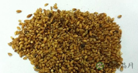 柏子仁的药用价值_柏子仁的副作用
