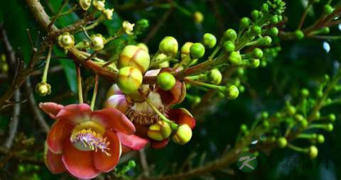 菩提树花的功效与作用