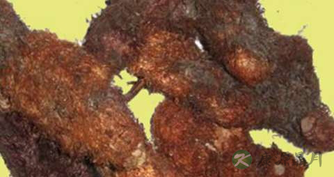 毛姜的功效与作用