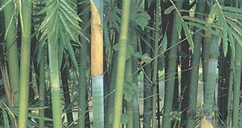 竹茹的功效与作用