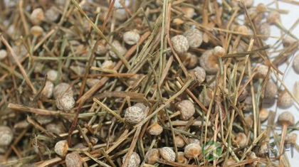 谷精草的功效与作用_谷精草的药用价值