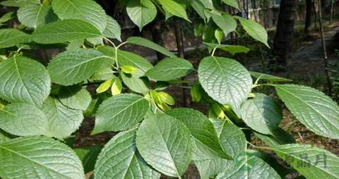 杜仲叶的药用价值_杜仲叶的副作用