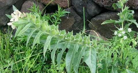 天仙子的药用价值_天仙子的副作用