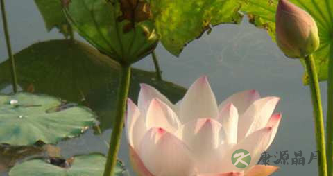 水芙蓉的功效与作用