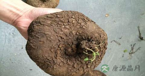 山乌龟的药用价值_山乌龟的副作用