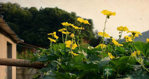 丝瓜花的功效与作用