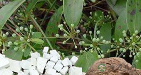 白茯苓的药用价值_白茯苓的副作用