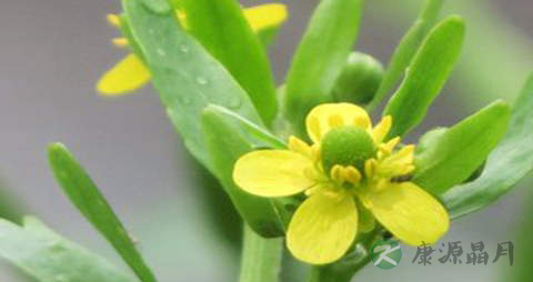 石龙芮的药用价值_石龙芮的副作用