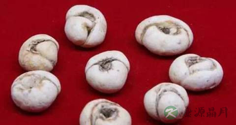 平贝母的药用价值_平贝母的副作用