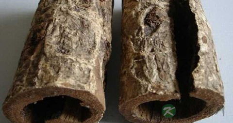 厚朴的药用价值_厚朴的副作用