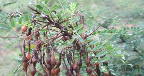 苦豆子的功效与作用