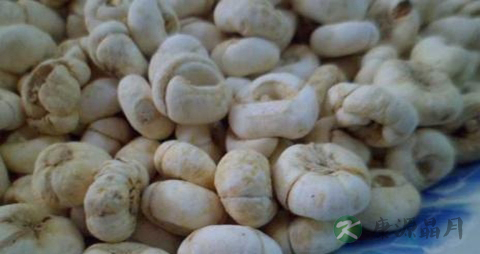 土贝母的药用价值_土贝母的副作用