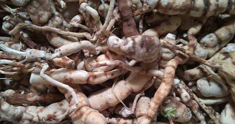 甘遂的功效与作用