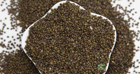 沙苑子的药用价值_沙苑子的副作用