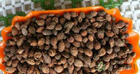 益智仁的药用价值_益智仁的副作用