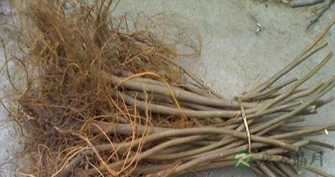 无花果根的药用价值_无花果根的副作用