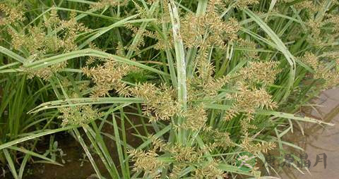 莎草的药用价值_莎草的副作用