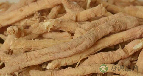 远志的药用价值_远志的副作用