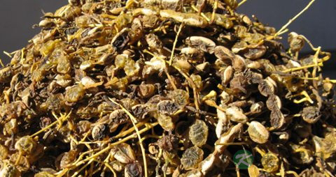 槐角的药用价值_槐角的副作用