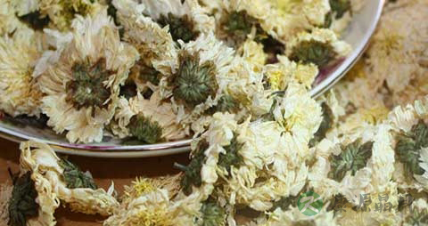 菊花的药用价值_菊花的副作用