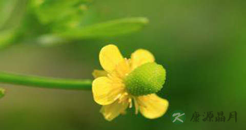 石龙芮的药用价值_石龙芮的副作用