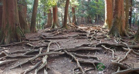 雷公根副作用