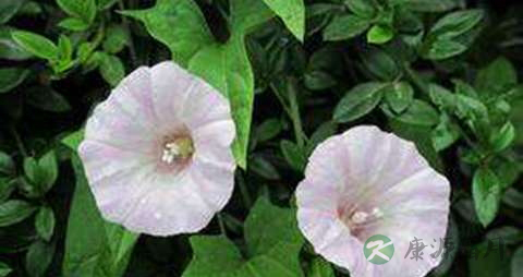 田旋花的功效与作用