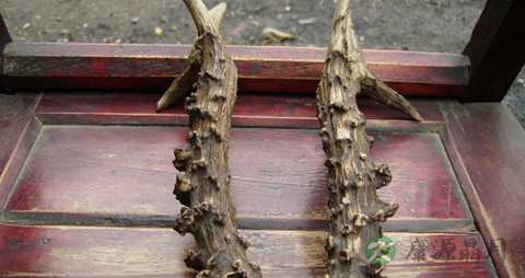 鹿角的药用价值_鹿角的副作用