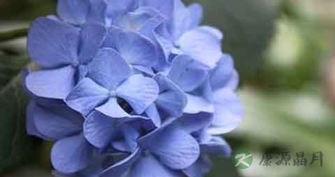 八仙花的功效与作用
