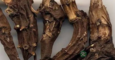 乌头碱的药用价值_乌头碱的副作用