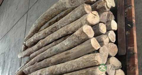 黄杨木的药用价值_黄杨木的副作用