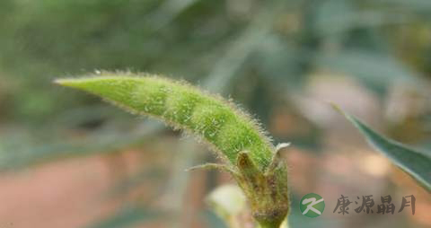 木豆的药用价值_木豆的副作用