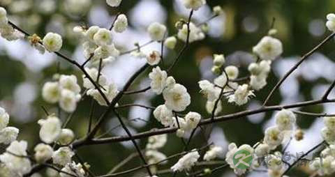 白梅花的功效与作用