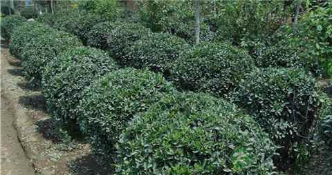 大叶黄杨的药用价值_大叶黄杨的副作用