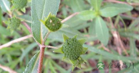 墨旱莲的药用价值_墨旱莲的副作用