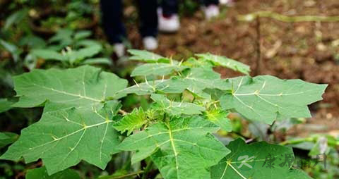 曼陀罗叶的功效与作用