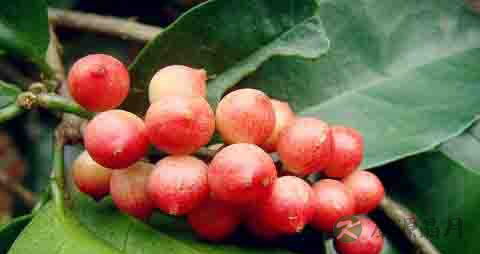 五月茶的功效与作用