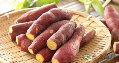 甘薯的药用价值_甘薯的副作用