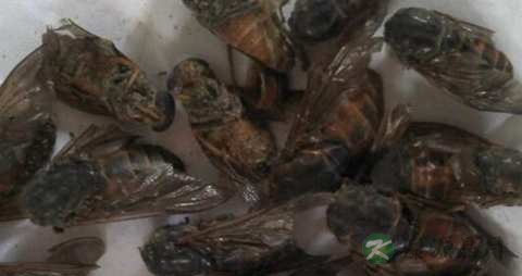 虻虫的功效与作用