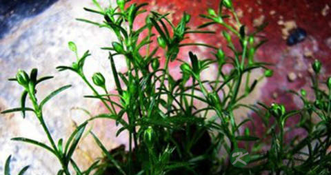漆姑草的功效与作用