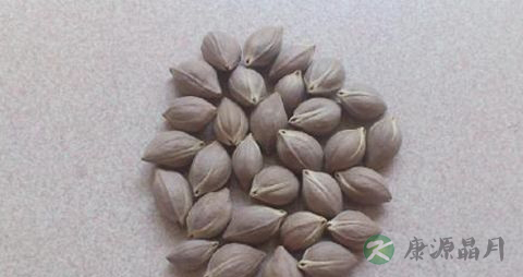 乌榄核的功效与作用