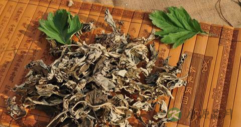 艾蒿的药用价值_艾蒿的副作用