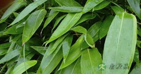 箬叶的功效与作用