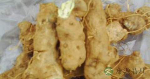 岩陀的功效与作用